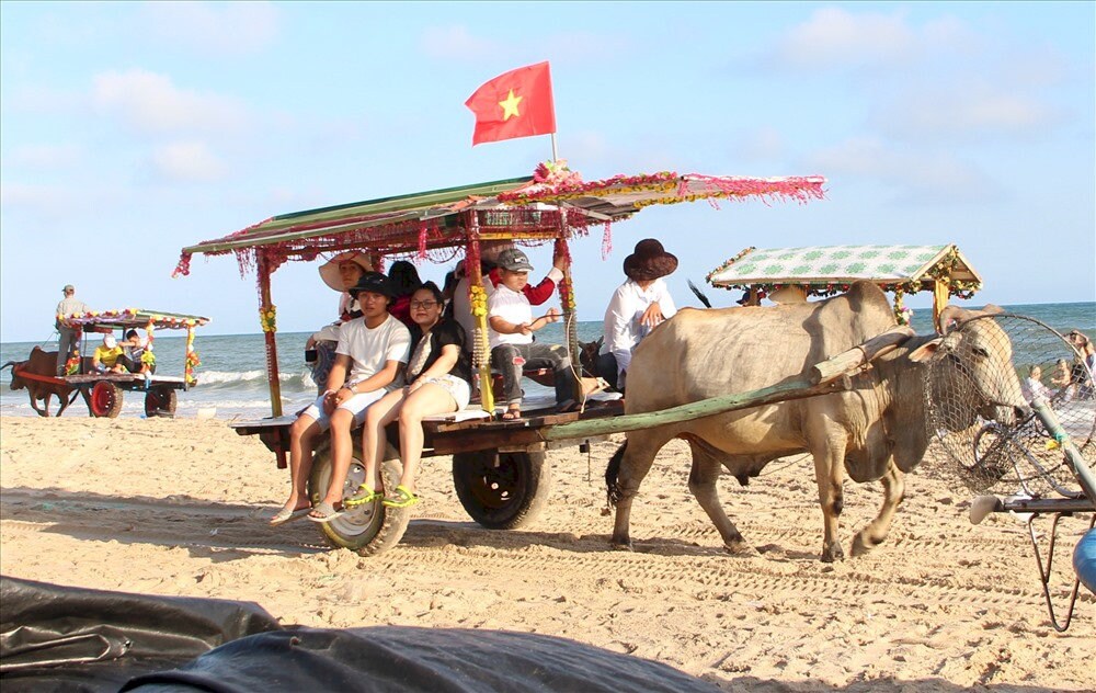 Trải nghiệm đi xe bò thú vị ở biển Cam Bình
